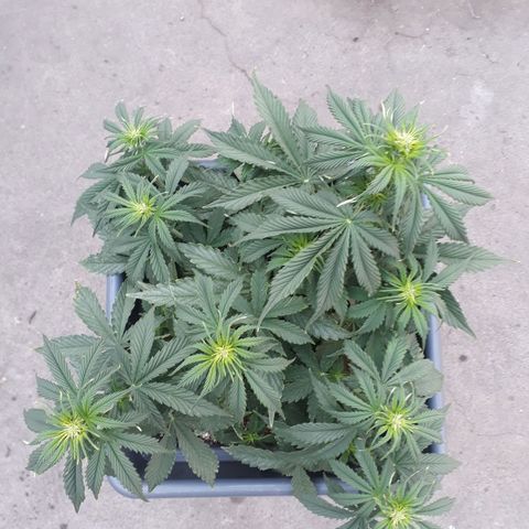 Auto Critical Orange Punch growlog timeline photo
