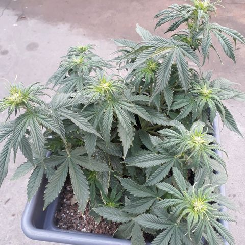 Auto Critical Orange Punch growlog timeline photo