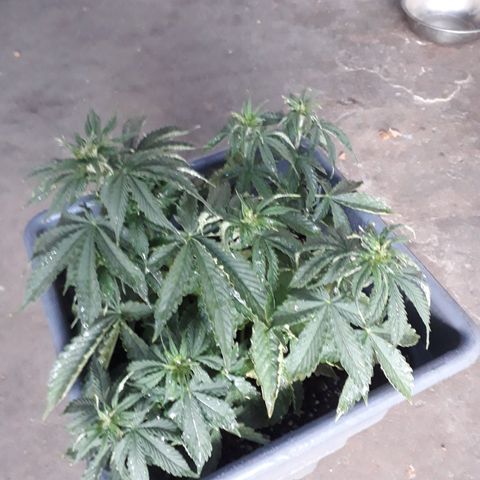 Auto Critical Orange Punch growlog timeline photo