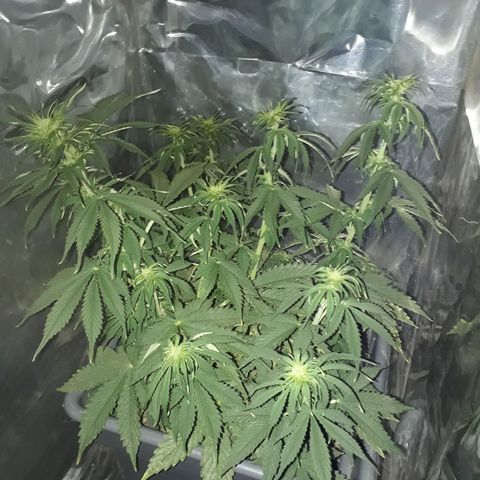 Auto Critical Orange Punch growlog timeline photo