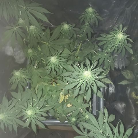 Auto Critical Orange Punch growlog timeline photo