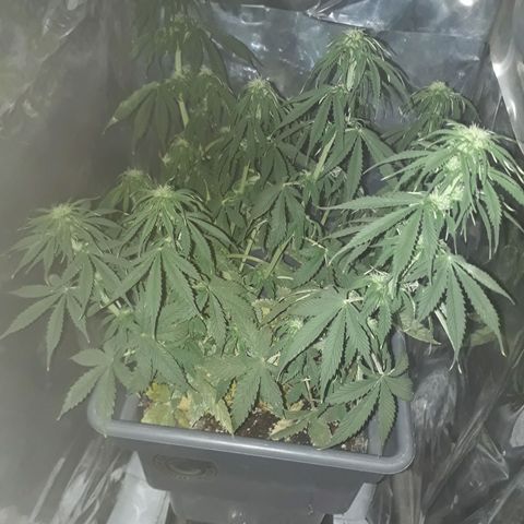 Auto Critical Orange Punch growlog timeline photo
