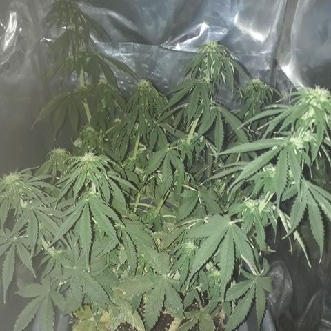 Auto Critical Orange Punch growlog timeline photo