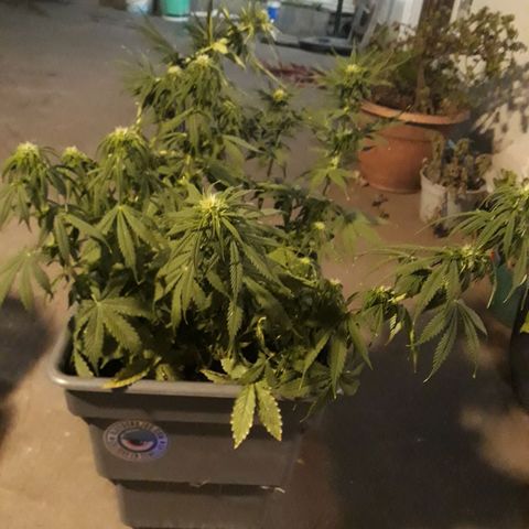 Auto Critical Orange Punch growlog timeline photo