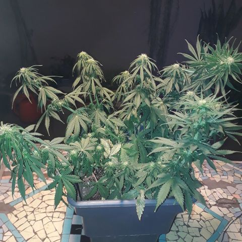 Auto Critical Orange Punch growlog timeline photo