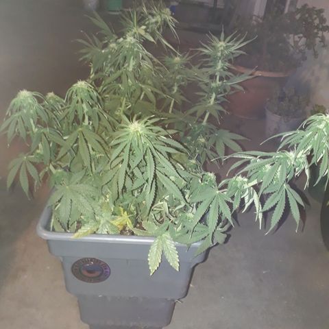 Auto Critical Orange Punch growlog timeline photo