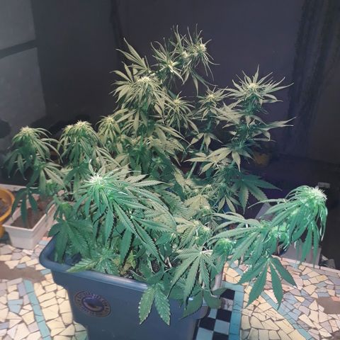 Auto Critical Orange Punch growlog timeline photo
