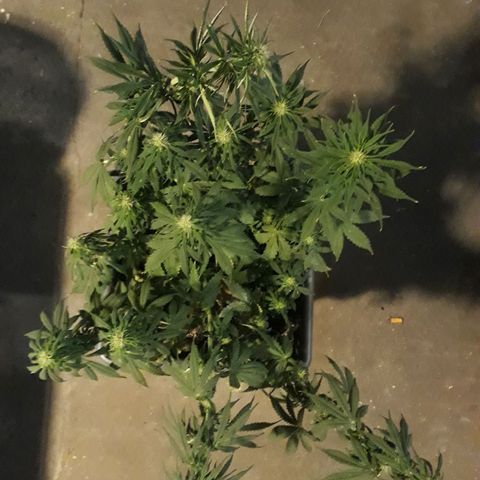 Auto Critical Orange Punch growlog timeline photo