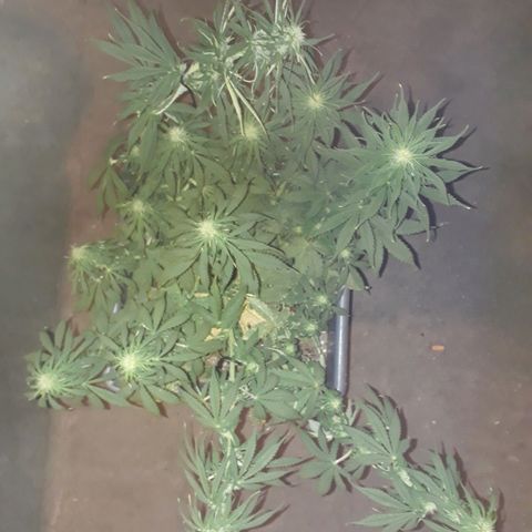 Auto Critical Orange Punch growlog timeline photo