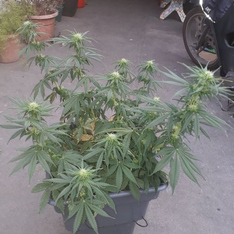 Auto Critical Orange Punch growlog timeline photo