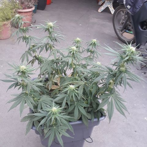 Auto Critical Orange Punch growlog timeline photo