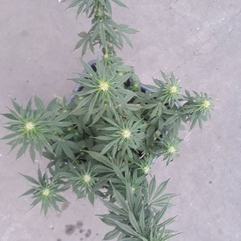 Auto Critical Orange Punch growlog timeline photo