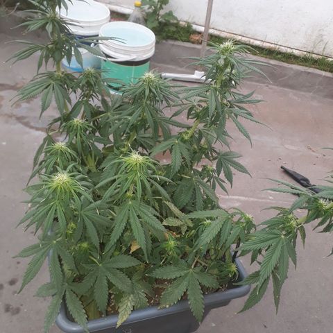 Auto Critical Orange Punch growlog timeline photo