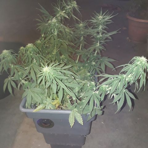 Auto Critical Orange Punch growlog timeline photo