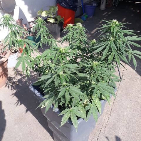 Auto Critical Orange Punch growlog timeline photo
