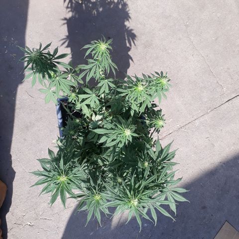 Auto Critical Orange Punch growlog timeline photo