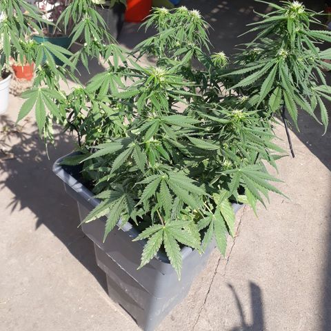 Auto Critical Orange Punch growlog timeline photo