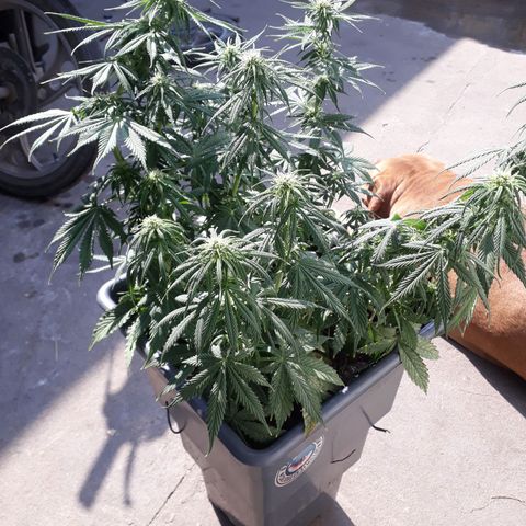 Auto Critical Orange Punch growlog timeline photo
