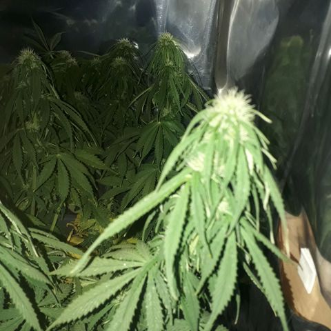 Auto Critical Orange Punch growlog timeline photo
