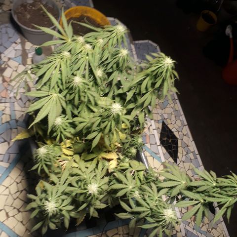 Auto Critical Orange Punch growlog timeline photo