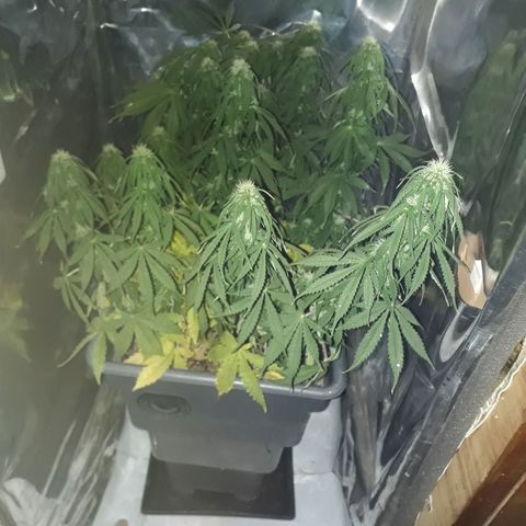 Auto Critical Orange Punch growlog timeline photo