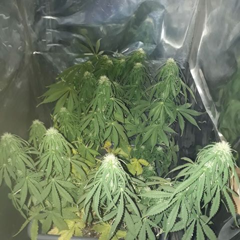 Auto Critical Orange Punch growlog timeline photo