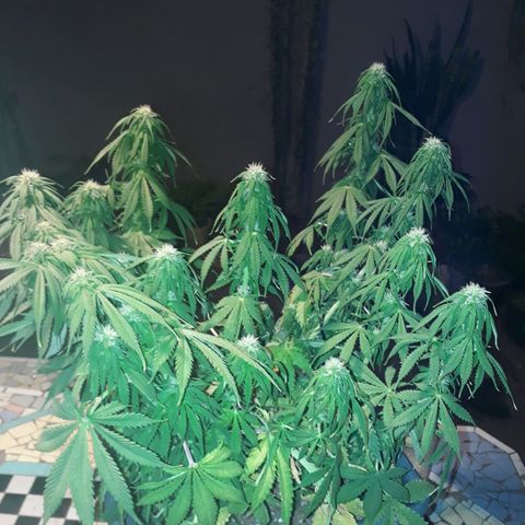 Auto Critical Orange Punch growlog timeline photo