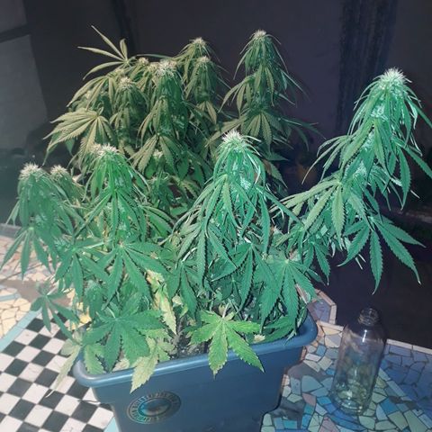 Auto Critical Orange Punch growlog timeline photo