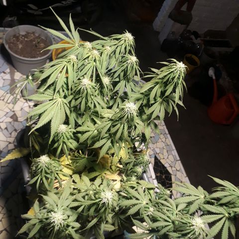 Auto Critical Orange Punch growlog timeline photo