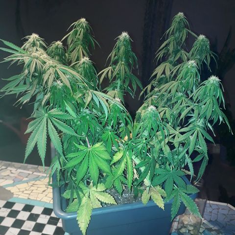 Auto Critical Orange Punch growlog timeline photo