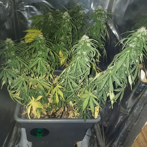 Auto Critical Orange Punch growlog timeline photo