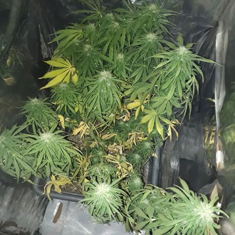 Auto Critical Orange Punch growlog timeline photo
