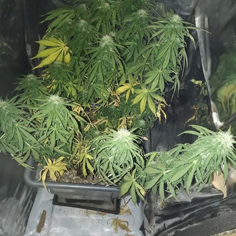 Auto Critical Orange Punch growlog timeline photo
