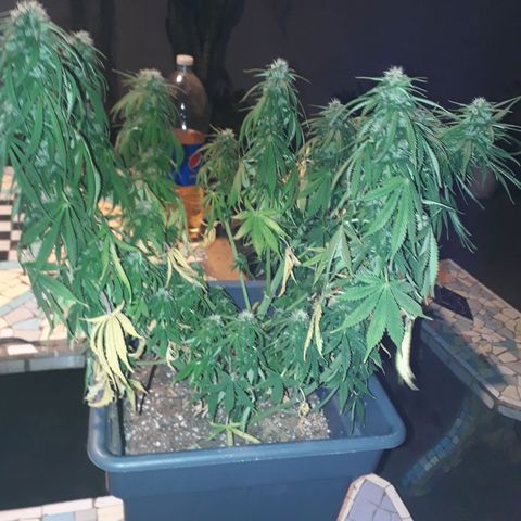 Auto Critical Orange Punch growlog timeline photo
