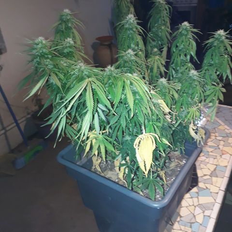 Auto Critical Orange Punch growlog timeline photo