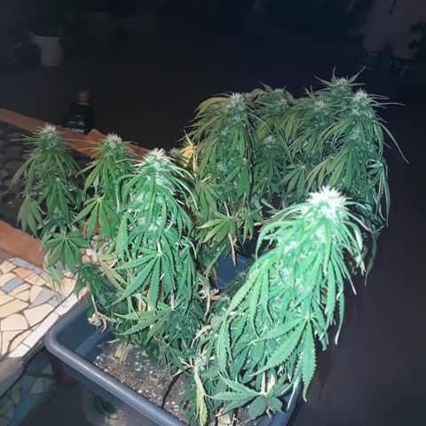 Auto Critical Orange Punch growlog timeline photo