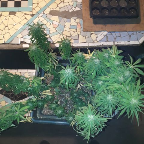 Auto Critical Orange Punch growlog timeline photo