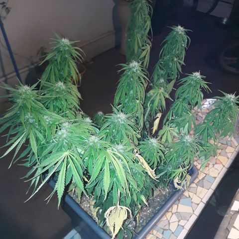 Auto Critical Orange Punch growlog timeline photo