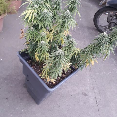 Auto Critical Orange Punch growlog timeline photo