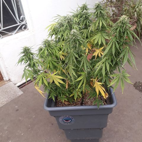Auto Critical Orange Punch growlog timeline photo