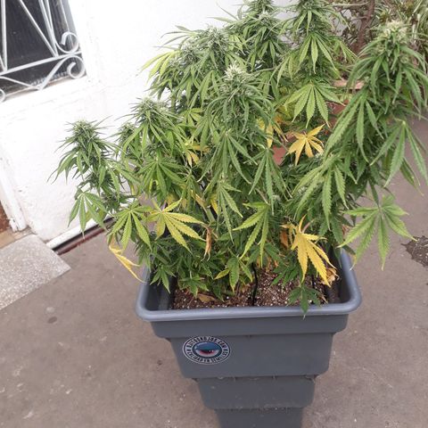 Auto Critical Orange Punch growlog timeline photo