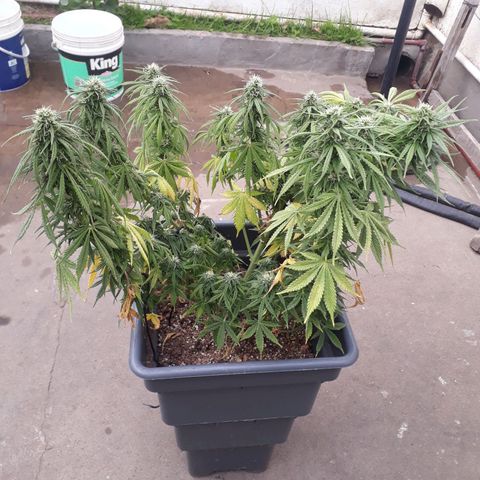 Auto Critical Orange Punch growlog timeline photo