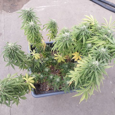Auto Critical Orange Punch growlog timeline photo