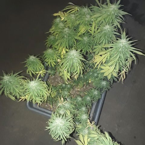 Auto Critical Orange Punch growlog timeline photo