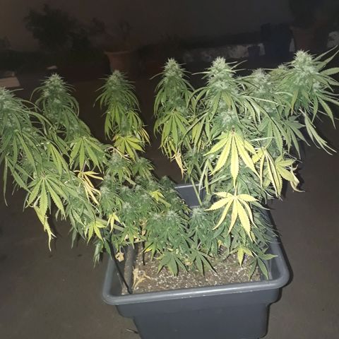 Auto Critical Orange Punch growlog timeline photo