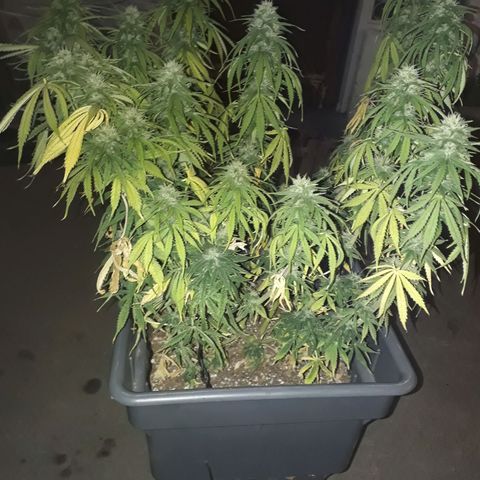 Auto Critical Orange Punch growlog timeline photo