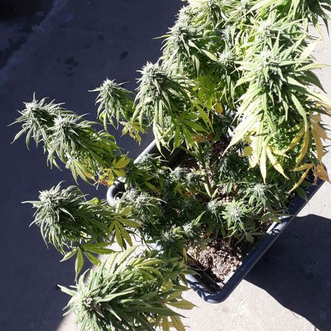 Auto Critical Orange Punch growlog timeline photo
