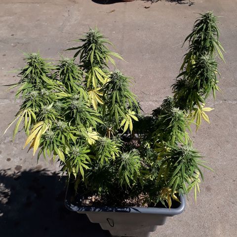 Auto Critical Orange Punch growlog timeline photo