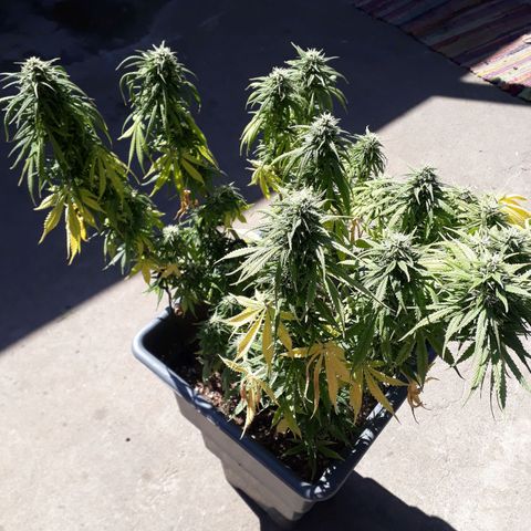 Auto Critical Orange Punch growlog timeline photo