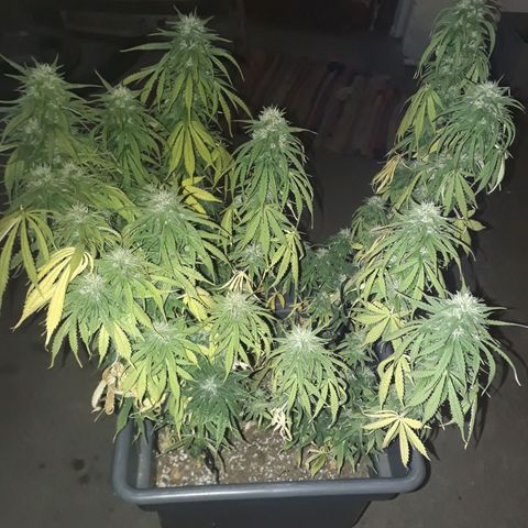Auto Critical Orange Punch growlog timeline photo
